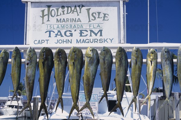 USA, Florida, A catch of Dolphin Fish hanging up in a marina