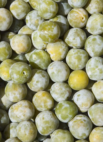 ENGLAND, West Sussex, Shoreham-by-Sea, French Market. Detail of green plumes on market stall