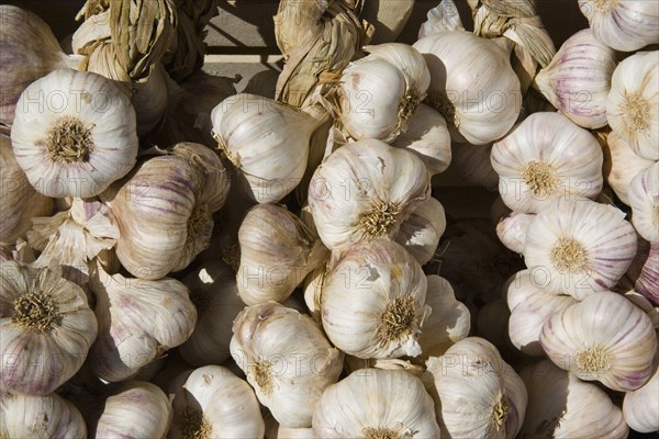 ENGLAND, West Sussex, Shoreham-by-Sea, French Market. Detail of garlic on market stall