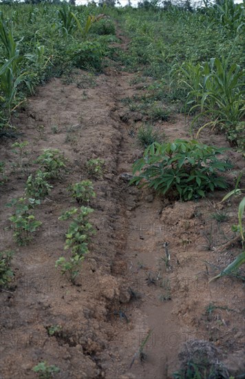 INDONESIA, Sumatra, Environmental, Soil erosion due to ploughing down slope.