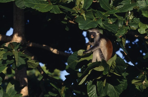 TANZANIA, Zanzibar, Wildlife, Red Colobus monkey (Piliocolobus kirkii) in tree.