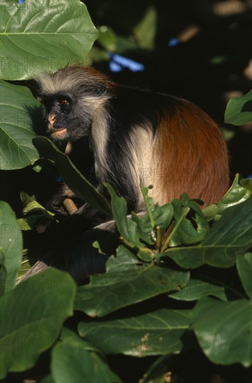 TANZANIA, Zanzibar, Wildlife, Red Colobus monkey (Piliocolobus kirkii) in tree.