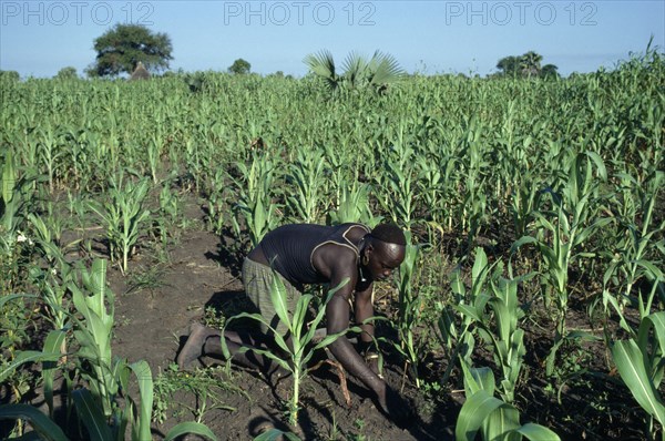 SUDAN, Farming, Dinka man tending maize and other crops.