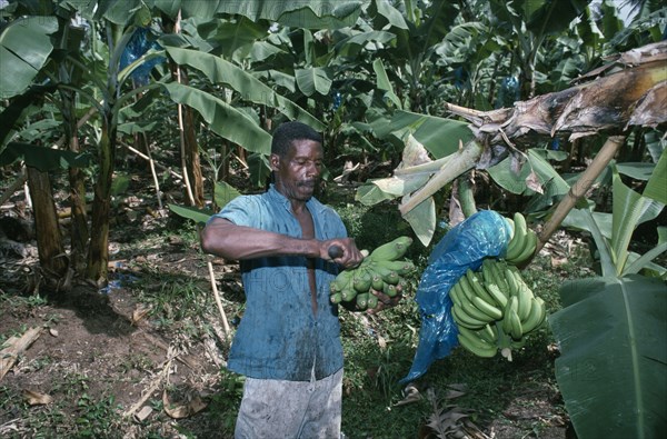 ST LUCIA, River Dorée, Plantation worker cutting bunches of green bananas.