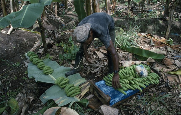 ST LUCIA, Agriculture, Plantation worker preparing to carry cut bananas to boxing shed.