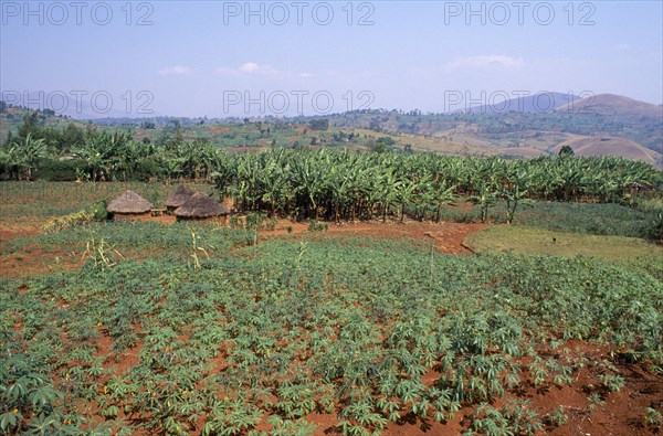 RWANDA, South West, Agriculture, Field of cassava and banana plantation on farm in French protection zone.