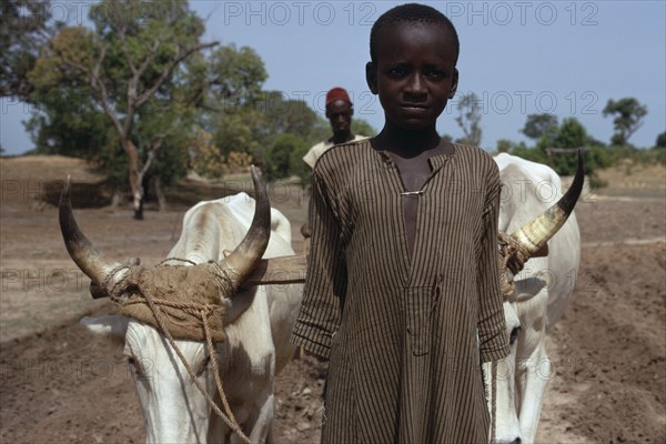 SENEGAL, Agriculture, Portrait of child leading pair of oxen pulling plough guided by adult man behind.