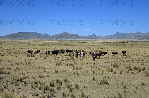 PERU, Farming, Animal, "Cattle grazing on plain in Andes mountain range, Puno to Cusco Perurail train journey"