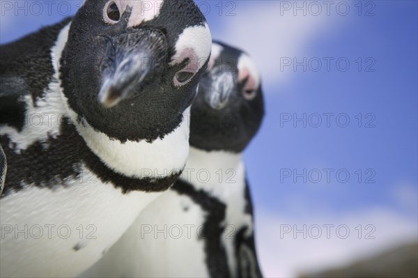 SOUTH AFRICA, Western Cape, Boulders Beach, A pair of Jackass penguins just south of Simon's Town.