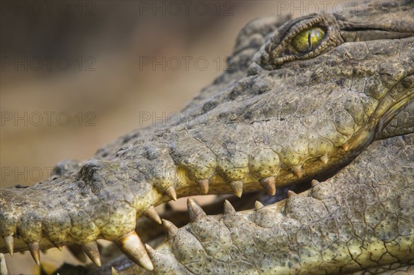 GAMBIA, Bakua, "Close-up of a crocodile in the Kachikaly Crocodile Pool, a sacred site for local people."