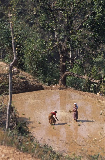 NEPAL, Andhi Khola, Syangja, Women farmers planting rice seedlings in irrigated terrace