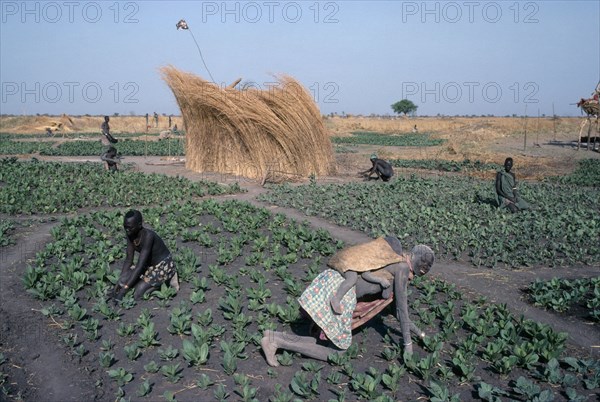 SUDAN, Agriculture, Farming, "Dinka tending tobacco crop, woman carrying child on her back in foreground."
