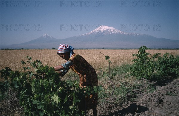 ARMENIA, Agriculture, Woman working in vineyard with field of corn beyond and Mount Ararat in the distance.