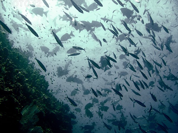 Australia, Queensland, Gold Coast, Baitfish on 9 Mile Reef while looking for Nurse Sharks