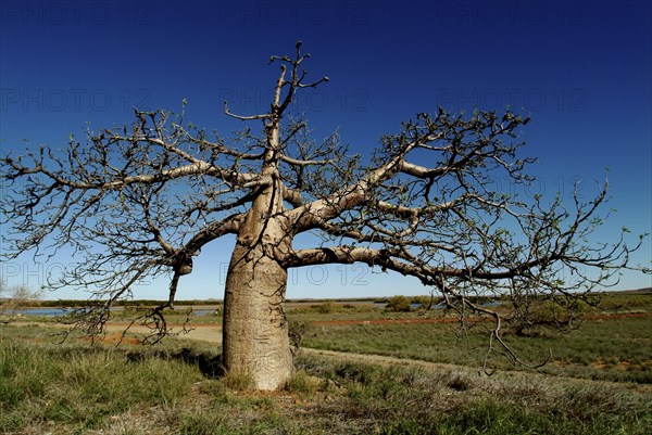 Australia, Northern Territory, Dampier, Boab Tree on the Dampier Penninsula