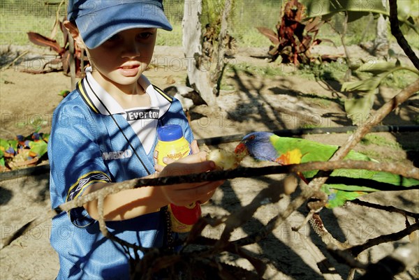 Australia, Western Australia, Perth, Boy feeding tame Rainbow Lorikeet