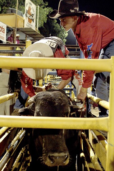 Australia, Northern Territory, Darwin, Darwin Rodeo - the rider is being tied to the bull.