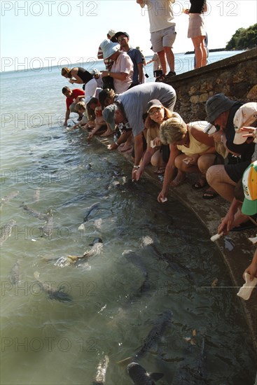 Australia, Northern Territory, Darwin, Aquascenes Fish Sanctuary - feeding Diamond Scaled Mullet.