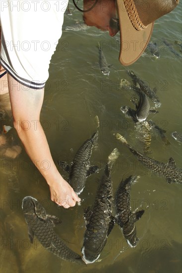 Australia, Northern Territory, Darwin, Aquascenes Fish Sanctuary - feeding Diamond Scaled Mullet.