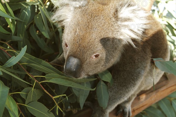 Australia, Western Australia, Perth, Koala Bear in Whiteman petting zoo.