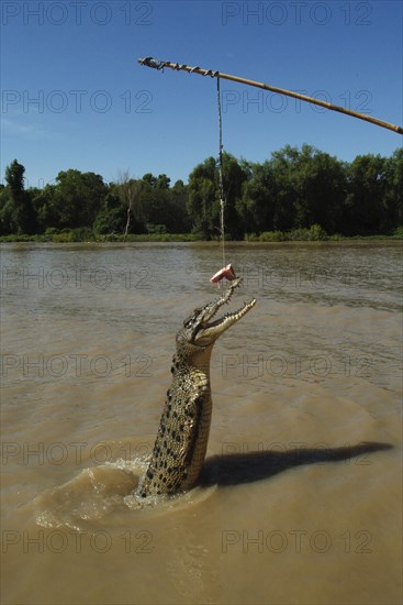 Australia, Northern Territory, Darwin, Saltwater Croc - Crocodilus Crocodilus leaping out of Mart River.
