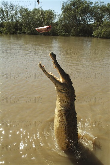 Australia, Northern Territory, Darwin, Saltwater Croc - Crocodilus Crocodilus leaping out of Mart River.