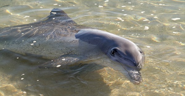 Australia, Western Australia, Monkey Mia, "Tame wild dolfins come in to be fed at monkey Mia Sanctuary, Shark Bay."