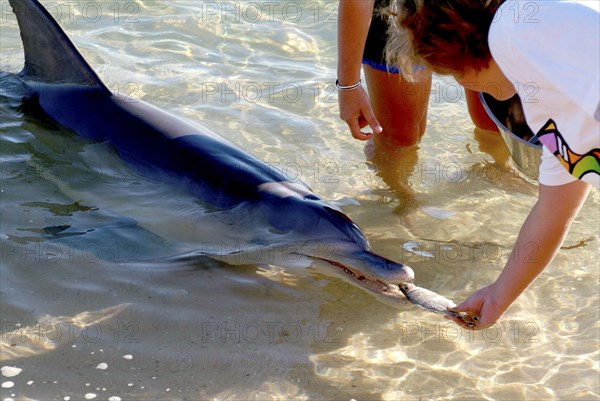 Australia, Western Australia, Monkey Mia, "Tame wild dolfins come in to be fed at monkey Mia Sanctuary, Shark Bay."