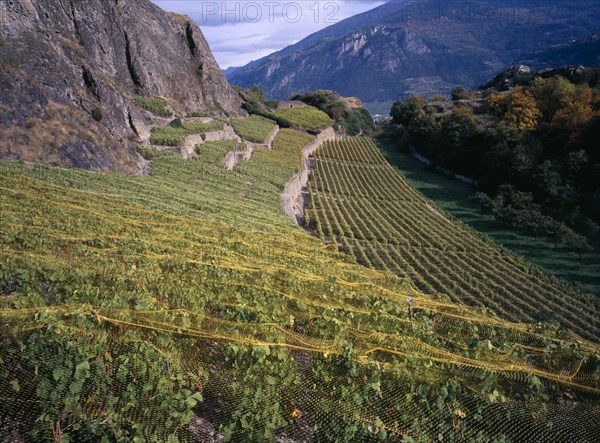 SWITZERLAND, Valais , Sion, Small vineyard between the ruined fort of Tourbillon and Chateaude de Valere in the Rhone Valley.