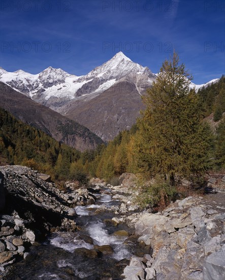 SWITZERLAND, Valais, Weisshorn Mountain, River Taschbach with the Snow capped Weisshorn  Mountain 4506metres (14757ft ) on skyline. Trees in autumn colours.