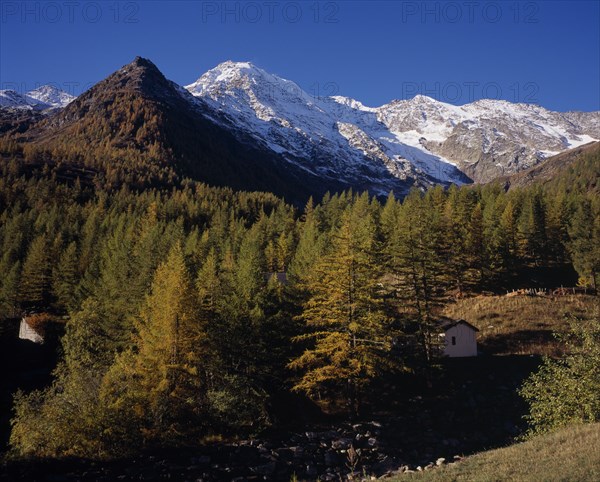 SWITZERLAND, Valais, Fletschorn Mountain, View west from Simplon Pass with trees in autumn colours towards snow covered Fletschhorn Mountain 3993metres 13072ft )