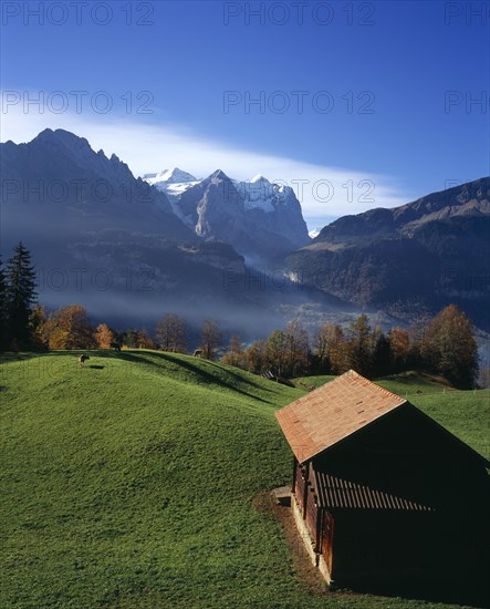 SWITZERLAND, Bernese Oberland, Bern, Hasliberg farmland north of Meringen. Farm building and cattle grazing on lush green grass with snow capped Wetterhorn Mountain 3704metres ( 12130ft ) in the background.