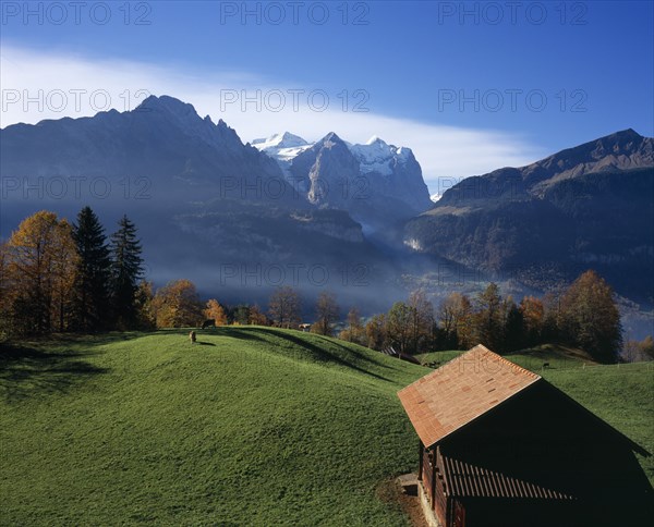 SWITZERLAND, Bernese Oberland, Bern , Hasliberg farmland north of Meringen. Farm building and cattle grazing on lush green grass with snow capped Wetterhorn Mountain 3704metres ( 12130ft ) in the background.