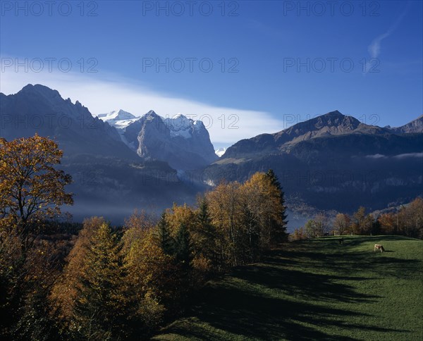 SWITZERLAND, Bernese Oberland, Bern , Hasliberg farmland north of Meringen. Trees in autumn colours with cattle grazing on lush green grass with snow capped Wetterhorn Mountain 3704metres ( 12130ft ) in the background.