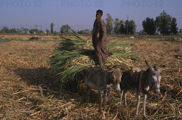EGYPT, Nile Valley, Luxor, Sugar Harvest. A young man smiling standing on cart pulled by donkeys carrying bundles of crop in field