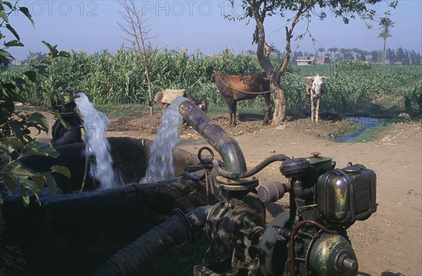 EGYPT, Nile Delta, A diesel powered water pump with cattle tied up to a tree  near a field of crops behind