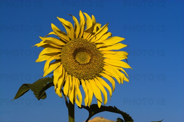 AFGHANISTAN, Bamiyan Province, Bamiyan , Sunflower