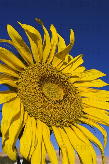 AFGHANISTAN, Bamiyan Province, Bamiyan , Sunflower