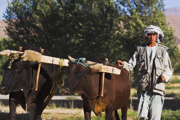 AFGHANISTAN, Bamiyan Province, Bamiyan, Man threshing with oxen