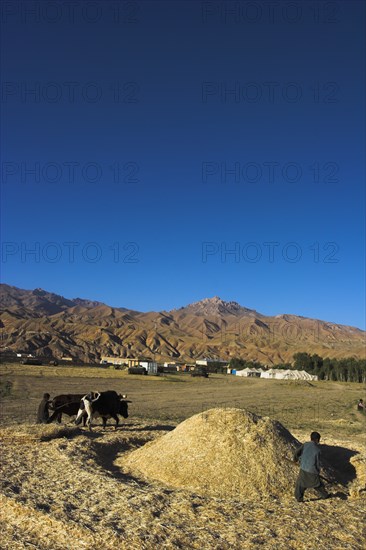 AFGHANISTAN, Bamiyan Province, Bamiyan, Boys threshing with oxen