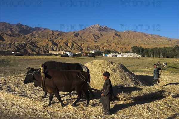 AFGHANISTAN, Bamiyan Province, Bamiyan, Boy threshing with oxen