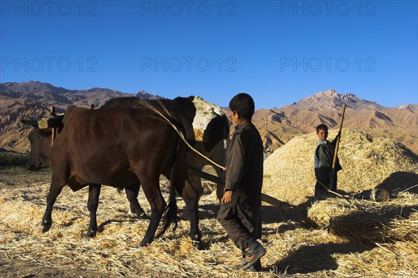 AFGHANISTAN, Bamiyan Province, Bamiyan, Boy threshing with oxen