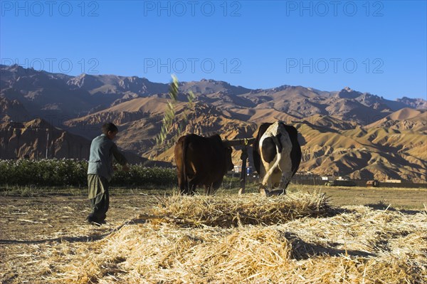 AFGHANISTAN, Bamiyan Province, Bamiyan, Boys threshing with oxen