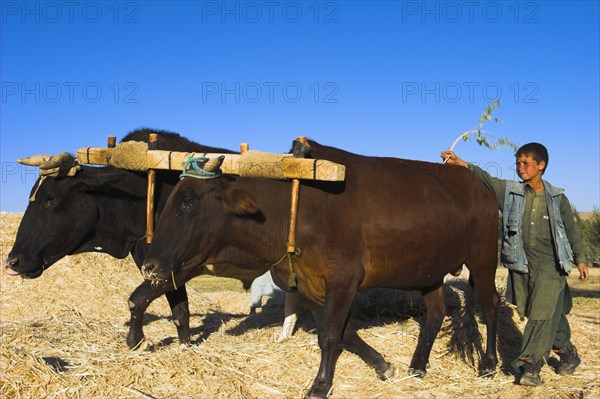 AFGHANISTAN, Bamiyan Province, Bamiyan, Boy threshing with oxen