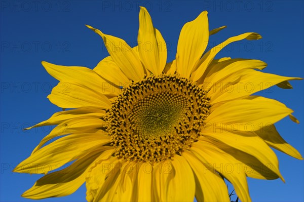 AFGHANISTAN, Bamiyan Province, Bamiyan, Sunflower