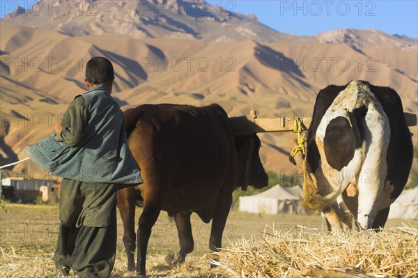 AFGHANISTAN, Bamiyan Province, Bamiyan, Boys threshing with oxen