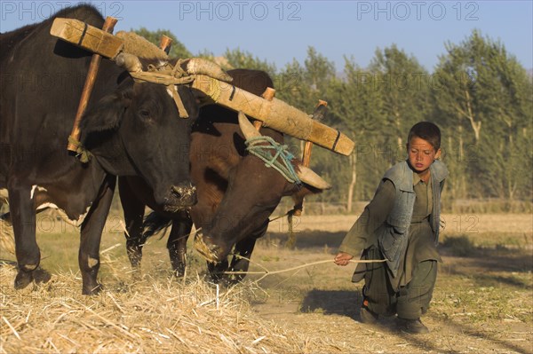 AFGHANISTAN, Bamiyan Province, Bamiyan, Boys threshing with oxen