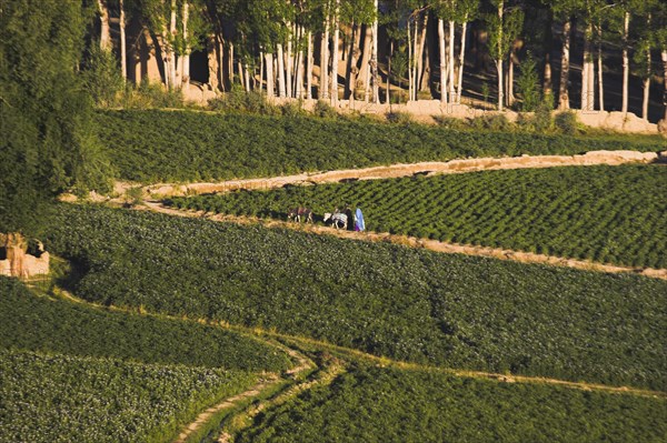 AFGHANISTAN, Bamiyan Province, Bamiyan, People walk with donkey along path through fields in the early morning