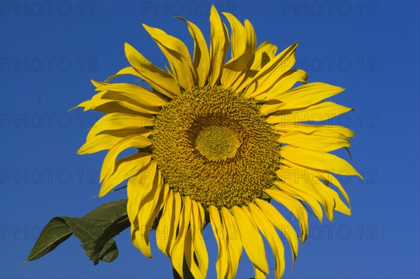 AFGHANISTAN, Bamiyan Province, Bamiyan, Sunflower