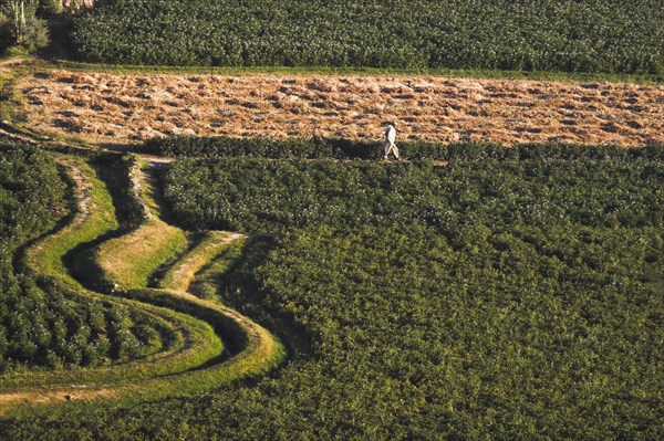 AFGHANISTAN, Bamiyan Province, Bamiyan, Man walks along path through fields in the early morning